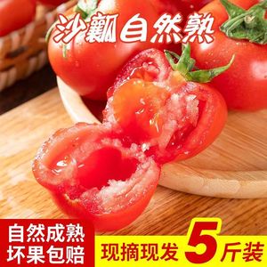 正宗山东自然熟普罗旺斯西红柿5斤新鲜生吃水果露天沙瓤大番茄9