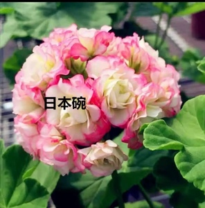 天竺葵新款皮尔卡日本碗丹尼斯国王公主瑞典玫瑰奢侈品白珍珠