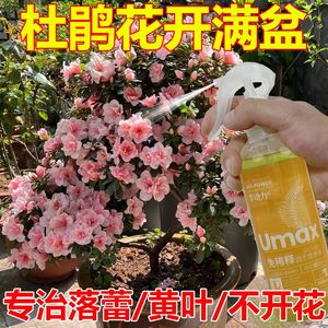 杜鹃花营养液生长缓慢不开花增花苞促开花延花期爆盆专用液体肥料