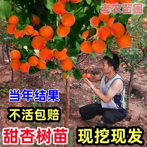 杏树果苗嫁接盆栽杏树苗活苗果树苗庭院种植地栽南方北方杏子苗树