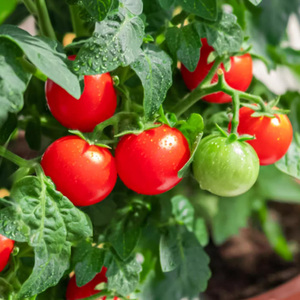 四季小番茄苗种籽千禧圣女果小西红柿种子苗阳台盆栽番茄水果秧苗