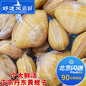500g 北京闪送 丹东特产 鲜活 黄蚬子 新鲜 海鲜 贝类 水产 蛤蜊