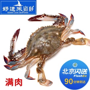 4-8两1只 北京闪送 公梭子蟹  鲜活 满肉 螃蟹海蟹 海鲜 飞蟹