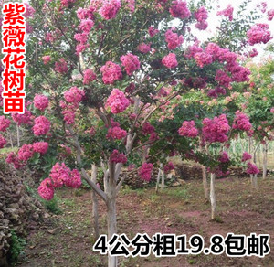 紫微苗紫微树苗红花紫薇百日红四川红花四季红绿化工程苗木粉红色