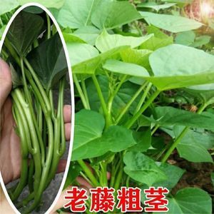 台湾台农71食叶型番薯苗种植用老藤条地瓜红薯叶种苗六鳌蜜薯藤苗