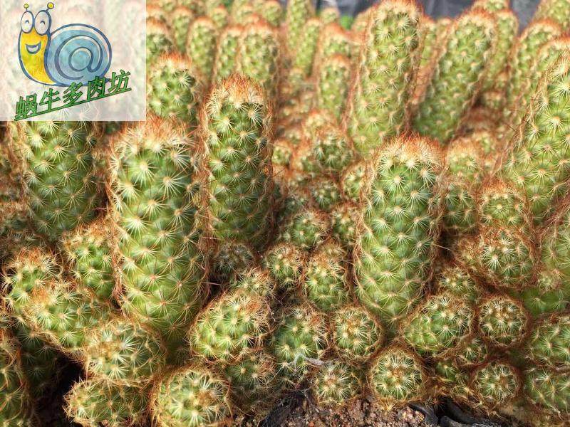 多肉植物金手指绿植花卉盆花组合多肉办公室盆景。