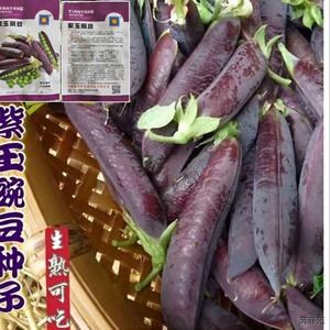 紫玉豌豆种子紫色豌豆种籽脆甜可生吃甜豌豆早熟高产四季蔬菜种子