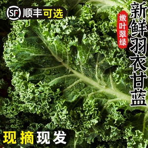 羽衣甘蓝新鲜kale蔬菜食用榨汁烤片健身轻食2斤西餐沙拉蔬菜食材