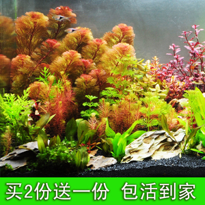 水草植物鱼缸懒人造景装饰增氧淡水四季活体真阴性水生绿菊蜈蚣草 阿里巴巴找货神器 水草植物鱼缸懒人造景装饰增氧淡水四季活体真阴性水生绿菊蜈蚣草 阿里巴巴找货神器
