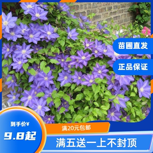 龙龙月季园艺 HF杨 铁线莲新品 稀有蓝色丰花入门款攀援花卉阳台