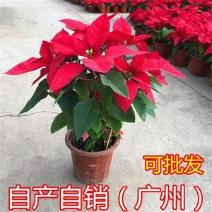 一品红盆栽花卉鲜花植物四季开花室内客厅阳台好养绿植圣诞年宵花