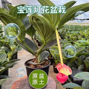 宝莲灯花盆栽带花苞花卉植物室内花好养四季开花高档客厅庭院绿植