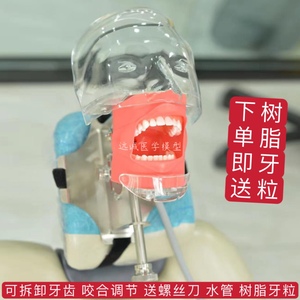 牙科材料口腔备牙模型器械工具离体牙备牙根管树脂牙简易仿真头模