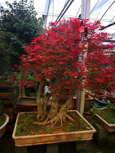 实物精品大型红枫羽毛枫盆景红舞姬树桩老桩庭院造型一物一拍包邮