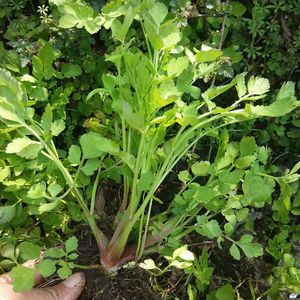 野芹菜种籽野生山芹菜种子水芹菜多年生茴芹大叶芹种孑蔬菜水种