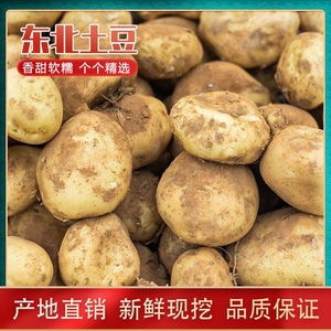 东北黄心土豆新鲜新土豆黄皮土豆洋芋马铃薯黄肉土豆5斤