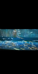(尖嘴福鄂)凶猛鱼淡水鱼热带鱼观赏鱼深浅水鱼吃粪鱼鱼缸里的鱼