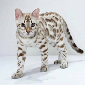 纯种赛级孟加拉豹猫短毛猫领养银豹金豹黄金豹幼崽活体宠物小猫咪