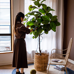 掬涵仿真绿植橡皮树叶植物盆栽大型落地室内摆件客厅橱窗装饰摆设