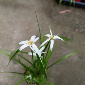 日本白鹭草 日本白鹭草品牌 价格 阿里巴巴 日本白鹭草 日本白鹭草品牌 价格 阿里巴巴
