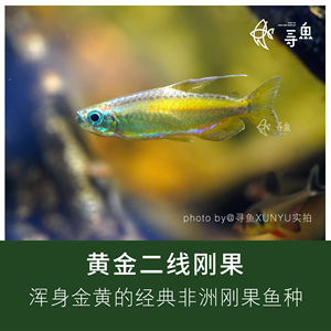 【寻鱼XUNYU】黄金二线刚果灯鱼集邮灯鱼热带观赏鱼草缸南美缸活