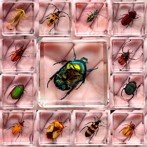小动物真实昆虫标本透明树脂真虫琥珀金龟子蝎子蜘蛛知了标本奖品