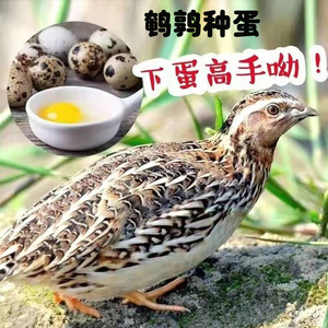 新鲜鹌鹑蛋 可孵化种蛋 受精蛋 生蛋鹌鹑鸟蛋