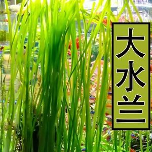 大水兰水草活体自养水下叶阴性后景草细叶水兰水中扭兰北美水兰