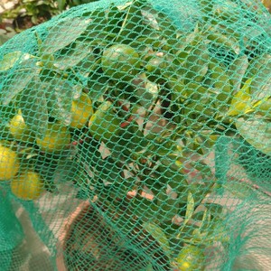 绿色防鸟网罩樱桃果树果园嘉宝果防护罩防雹网葡萄樱桃家用网防鸟