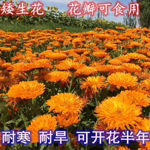 新采金盏菊种子长青花长生菊花籽四季播种开花庭院景观花海种籽子