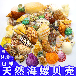 天然贝壳海螺寄居蟹用壳海星鱼缸装饰造景diy螺壳材料包儿童玩具