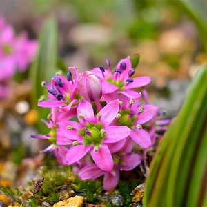 山野草兰 淘宝拼多多热销山野草兰货源拿货 阿里巴巴货源