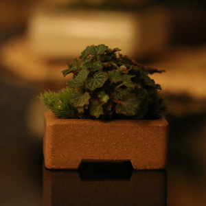 日本山野草姬雪之下姬虎耳草拇指盆栽迷你植物办公桌茶几观叶绿植