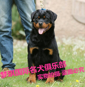 出售纯种德系罗威那幼犬赛级活体宠物狗猎犬罗威纳狗狗北京犬舍