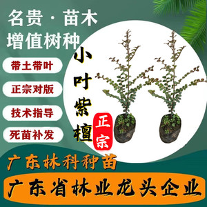 正宗檀香紫檀树苗台湾小叶紫檀树苗珍稀名贵树苗红木树带土常绿树
