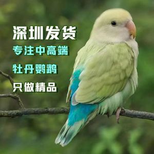 面类手养亲人牡丹鹦鹉活体小宠物活鸟断奶幼鸟可繁殖紫罗兰活物