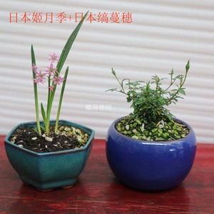山野草兰 淘宝拼多多热销山野草兰货源拿货 阿里巴巴货源 山野草兰 淘宝拼多多热销山野草兰货源拿货 阿里巴巴货源
