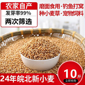 24年新小麦粒麦子小麦种子小麦草种子食用麦芽糖小麦苗榨汁10斤装