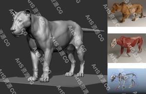 Maya高精度写实狮子雄狮猫科动物肌肉解剖3d模型带骨骼绑定动画