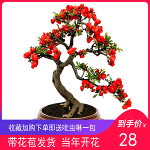 实拍包邮带花苞长寿冠木瓜海棠盆景盆栽庭院阳台绿植花卉当年开花 阿里巴巴找货神器 实拍包邮带花苞长寿冠木瓜海棠盆景盆栽庭院阳台绿植花卉当年开花 阿里巴巴找货神器