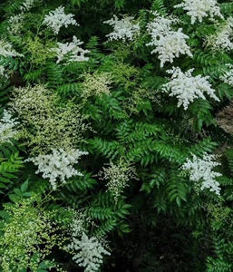 星毛珍珠梅 春夏季开花 灌木耐半阴庭院绿篱切花花材盆栽植物花苗