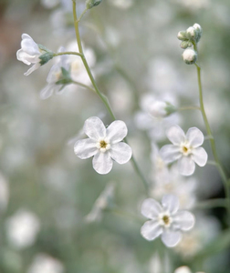 阿根廷勿忘我 小白雪公主 脐果草 春季开花 花园花镜盆栽植物花苗