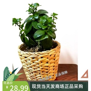 IKEA宜家  弗里 装饰用花盆水葫芦草编创意花盆绿植花卉盆栽代购