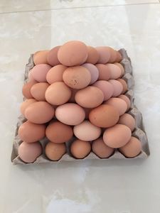 [纯粮喂养.林地散养.0添加]笨鸡蛋土鸡蛋柴鸡蛋优质农产品30枚