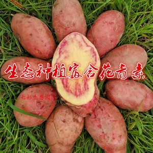 云南七彩土豆老品种红皮红心大土豆10斤新鲜洋芋非转基因花心土豆