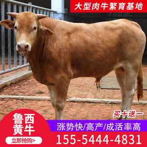 鲁西黄牛纯种牛仔肉牛犊活苗活体黄牛养殖活牛出售牛犊子活牛