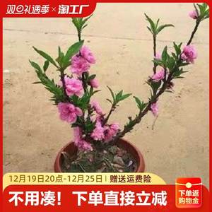 桃花树苗寿心桃盆栽花卉室内阳台庭院耐寒植物年宵花卉带花苞发货