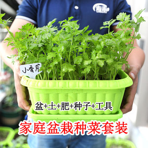 家庭阳台盆栽蔬菜种菜套装四季菠菜种籽葱种小白菜生菜香菜种子孑