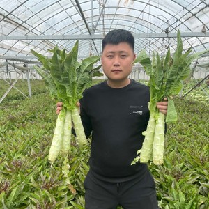 河南新鲜红叶莴笋现砍农家脆嫩莴苣时令蔬菜3斤5斤