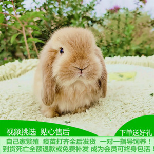 宠物兔活物宝宝进口基因双血统垂耳兔迷你长不大侏儒兔猫猫兔活体